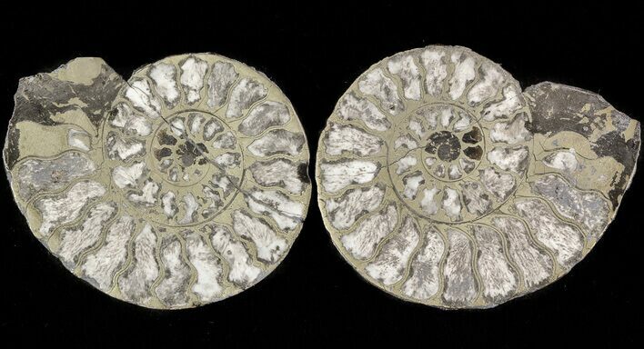 Pyritized Ammonite Fossil Pair #48085